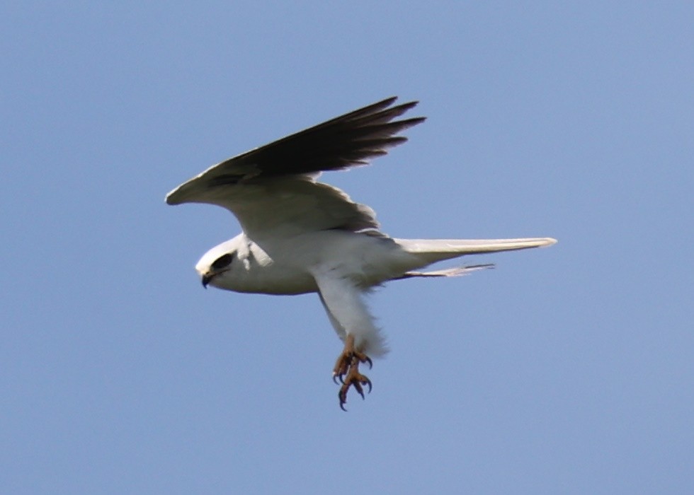 White-tailed Kite - ML618661889