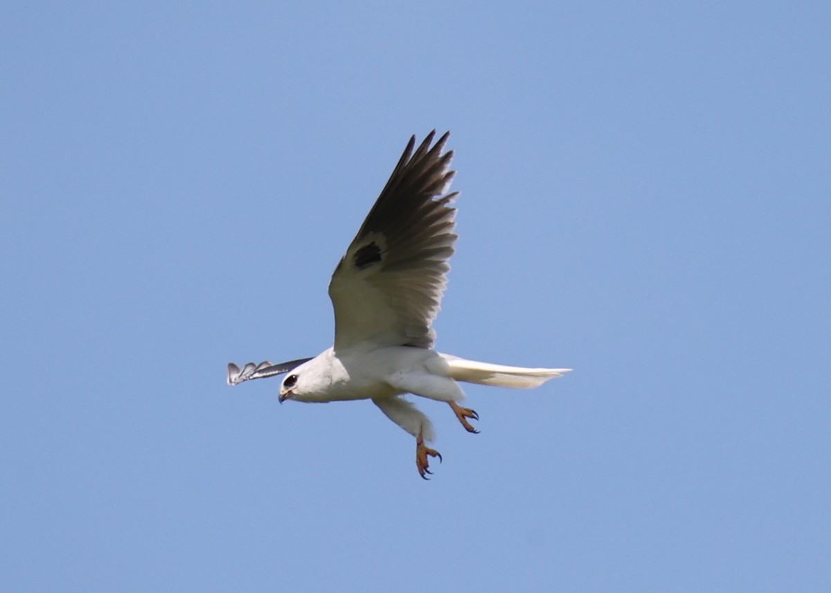White-tailed Kite - ML618661890