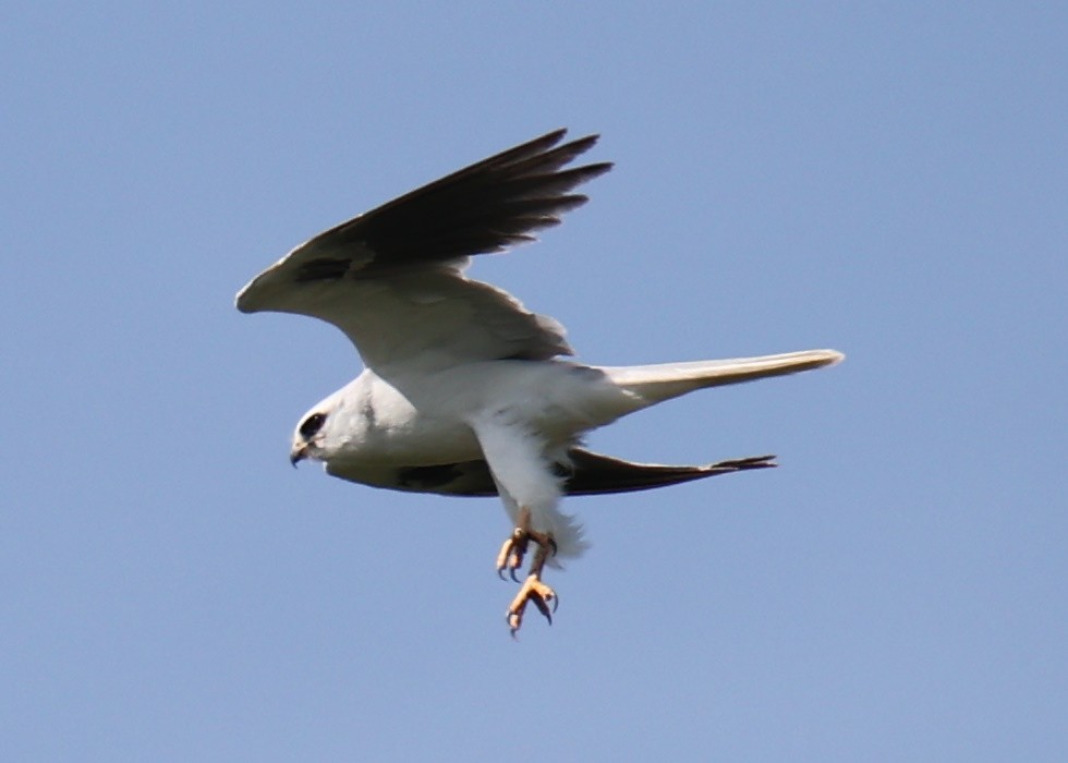 White-tailed Kite - ML618661891