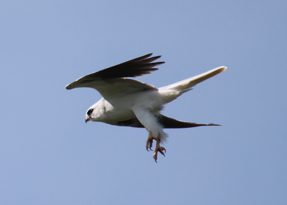 White-tailed Kite - ML618661892