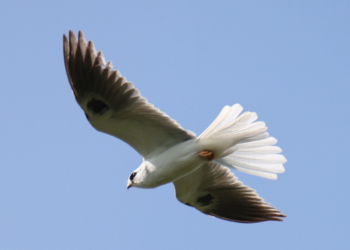 White-tailed Kite - ML618661893