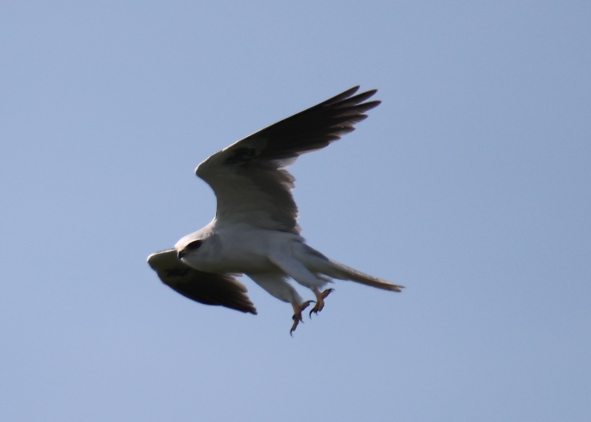 White-tailed Kite - ML618661894