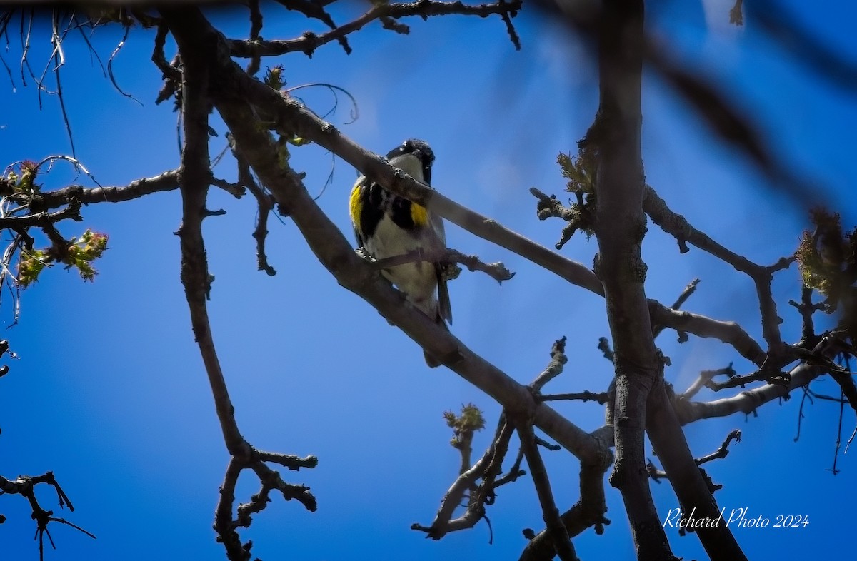 Yellow-rumped Warbler - ML618661910
