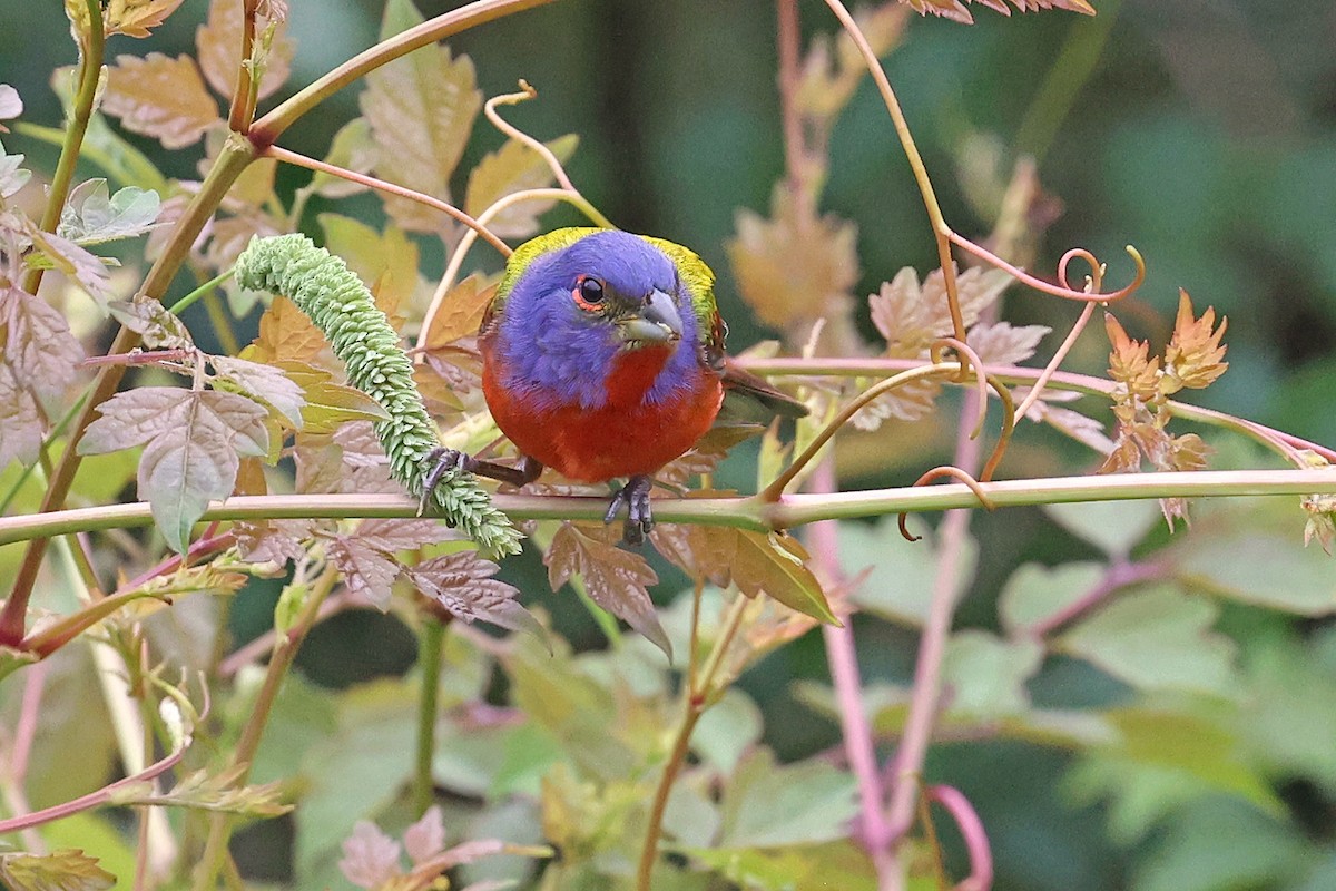 Painted Bunting - ML618661940