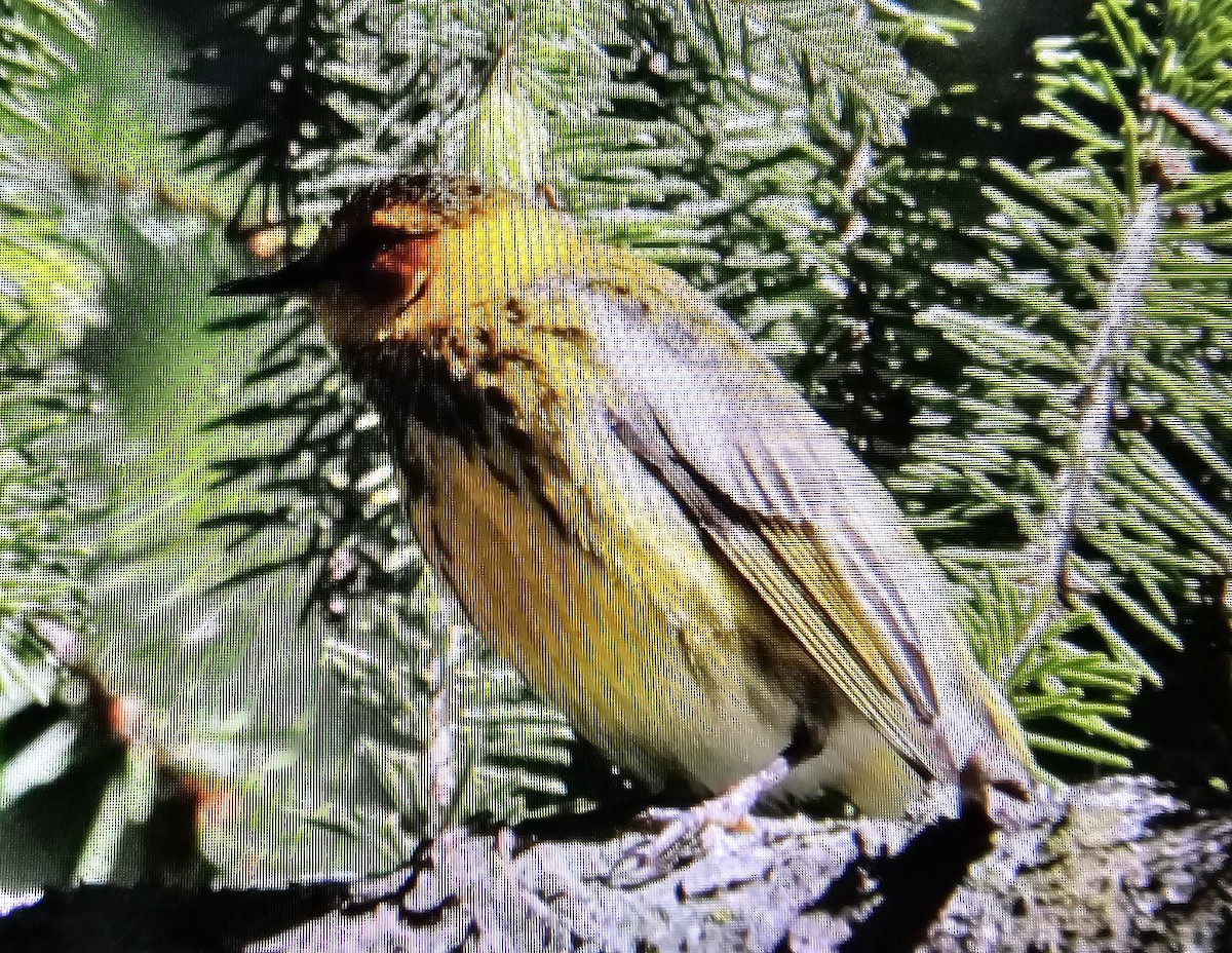 Cape May Warbler - ML618661943