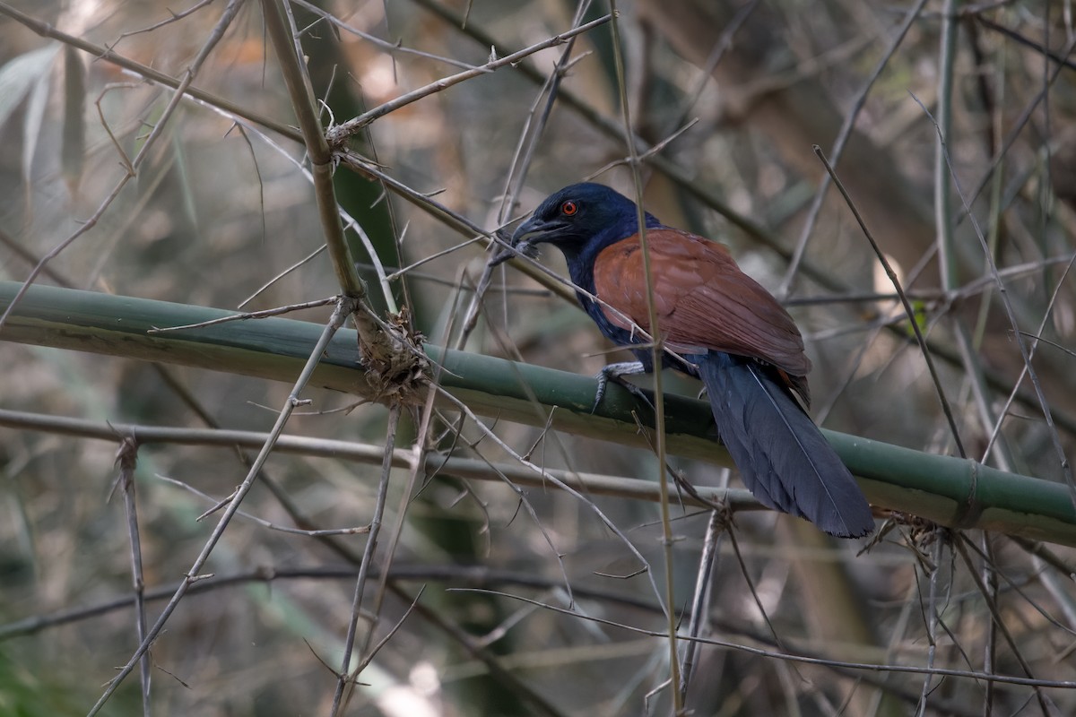 Greater Coucal - ML618661949
