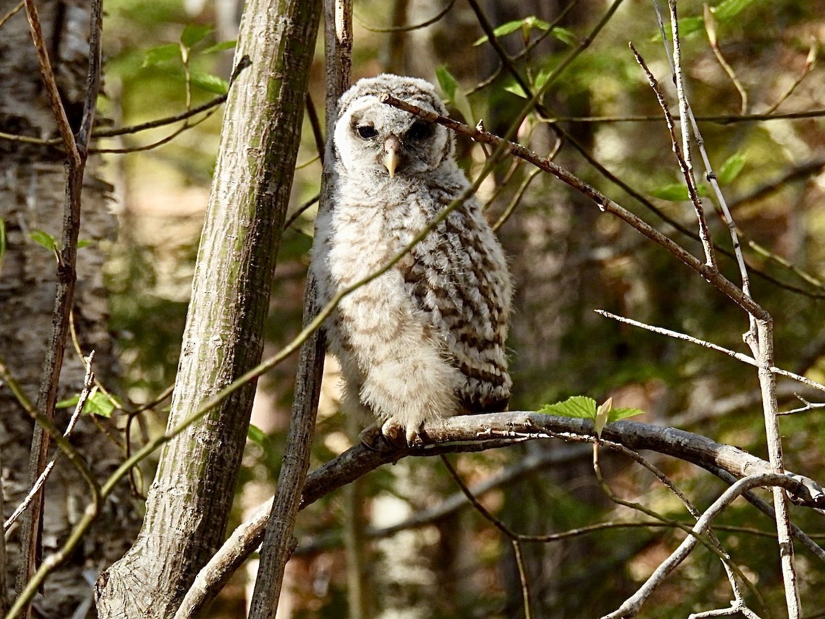Barred Owl - ML618661988