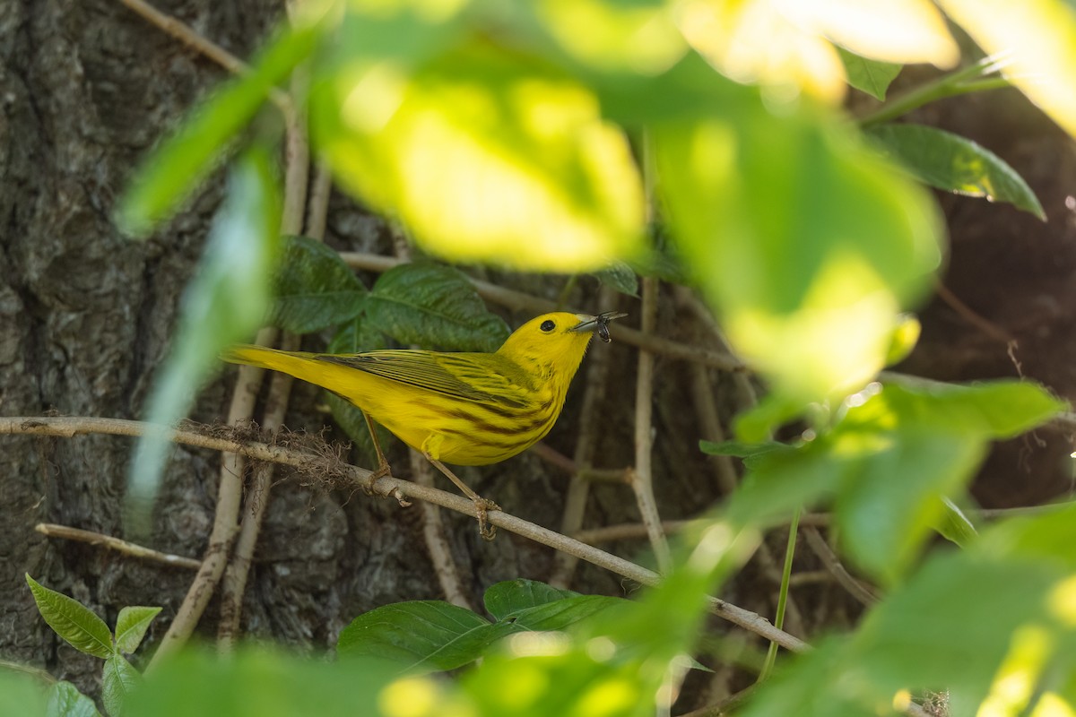 Yellow Warbler - ML618661996