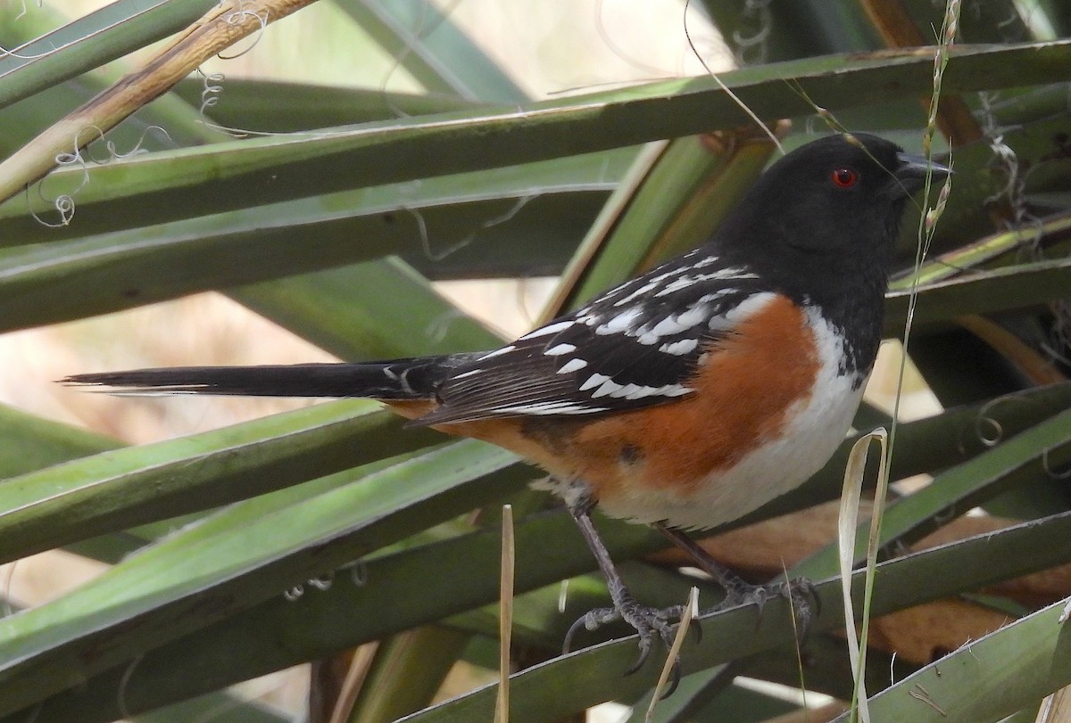Spotted Towhee - ML618662012