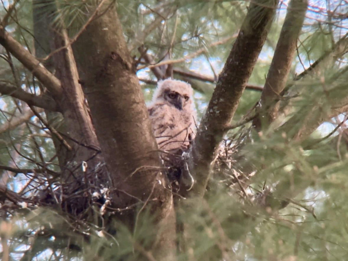 Great Horned Owl - ML618662052