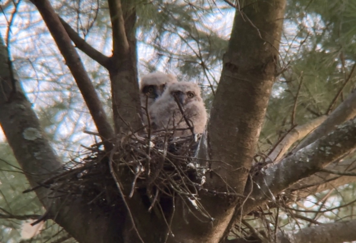 Great Horned Owl - ML618662054