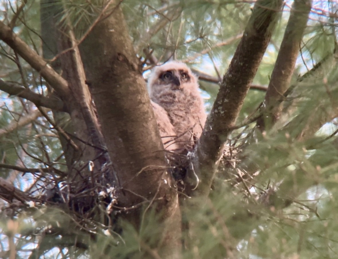 Great Horned Owl - ML618662056