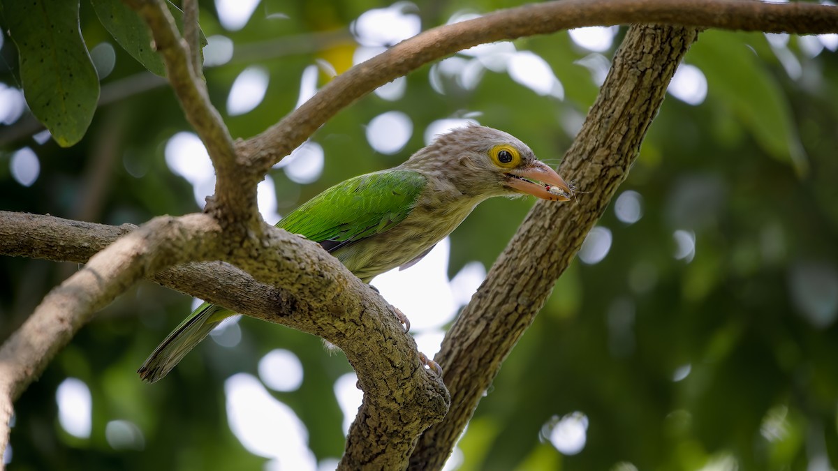 Lineated Barbet - ML618662077