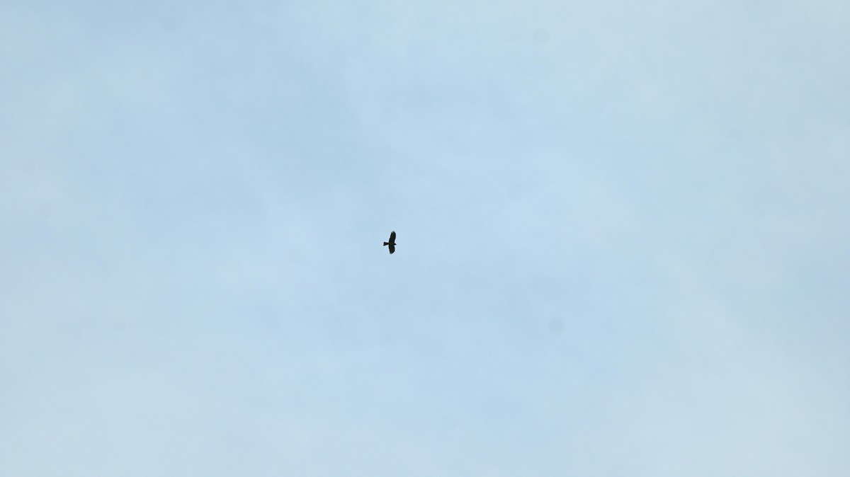 Black Kite - ML618662107