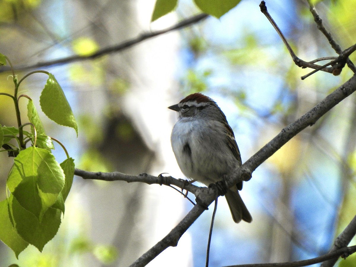 Chipping Sparrow - ML618662113