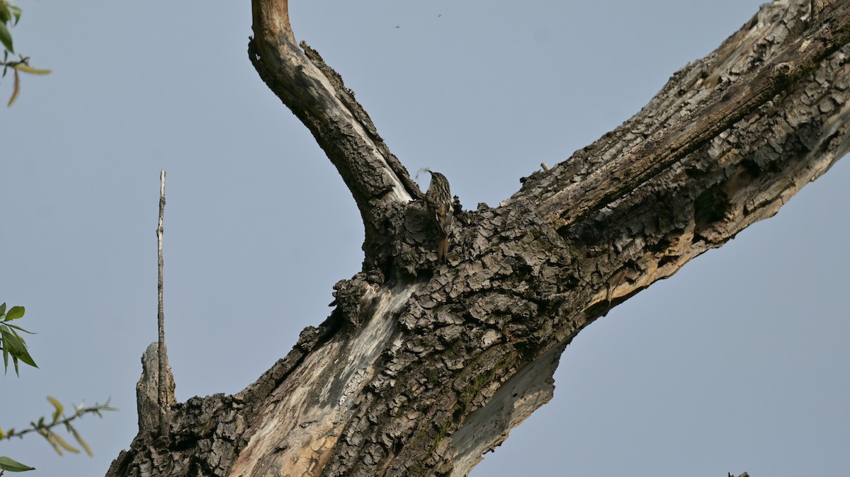 Short-toed Treecreeper - Roberto Lupi