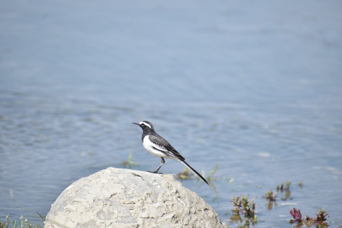 White-browed Wagtail - ML618662124