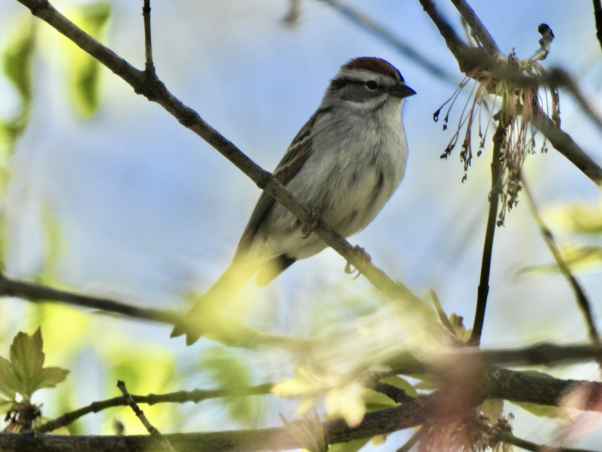 Chipping Sparrow - Rejean Brouillard