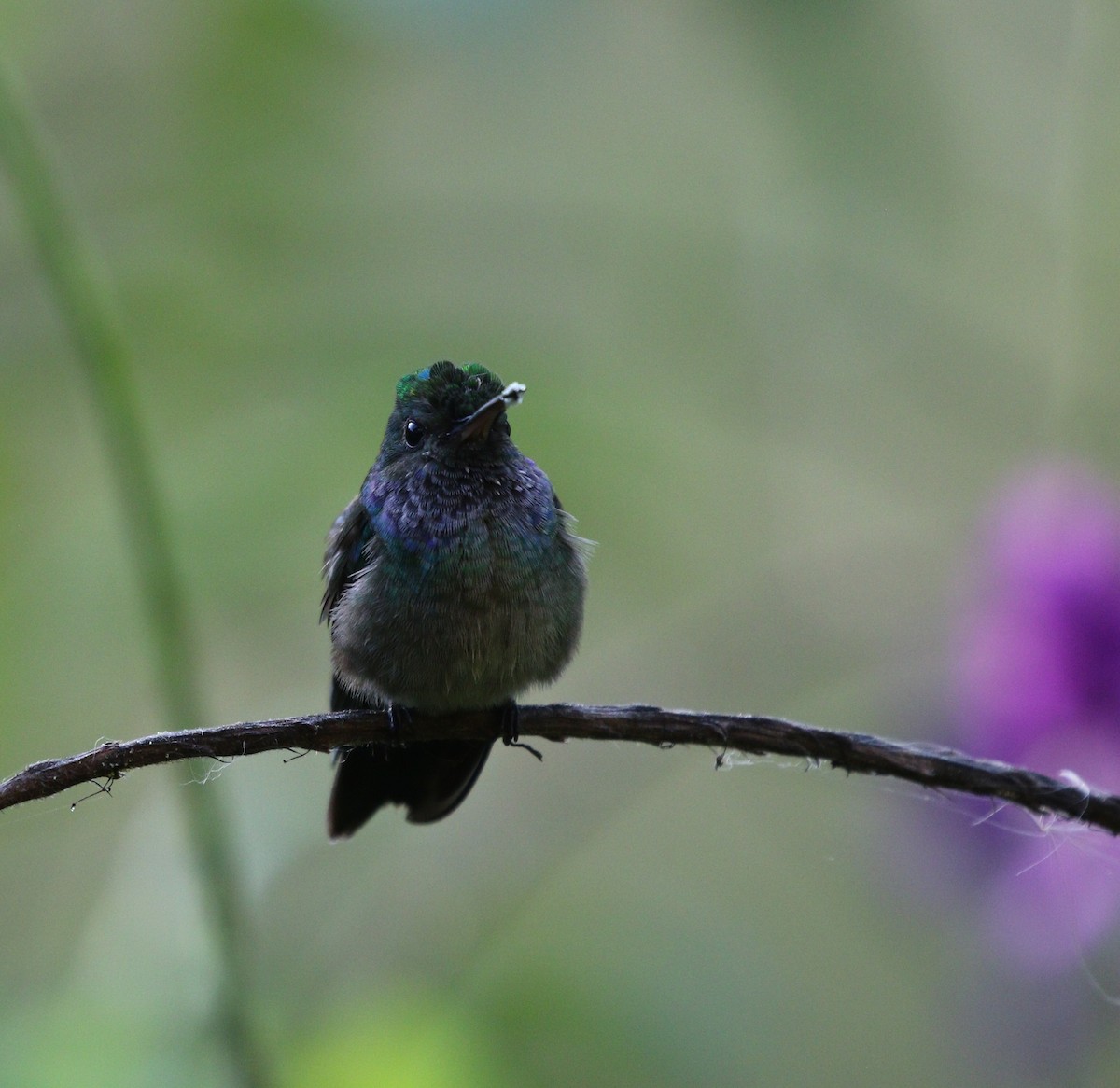 Charming Hummingbird - ML618662167
