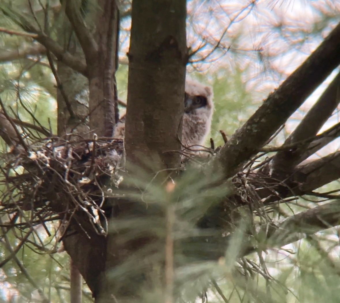 Great Horned Owl - ML618662169