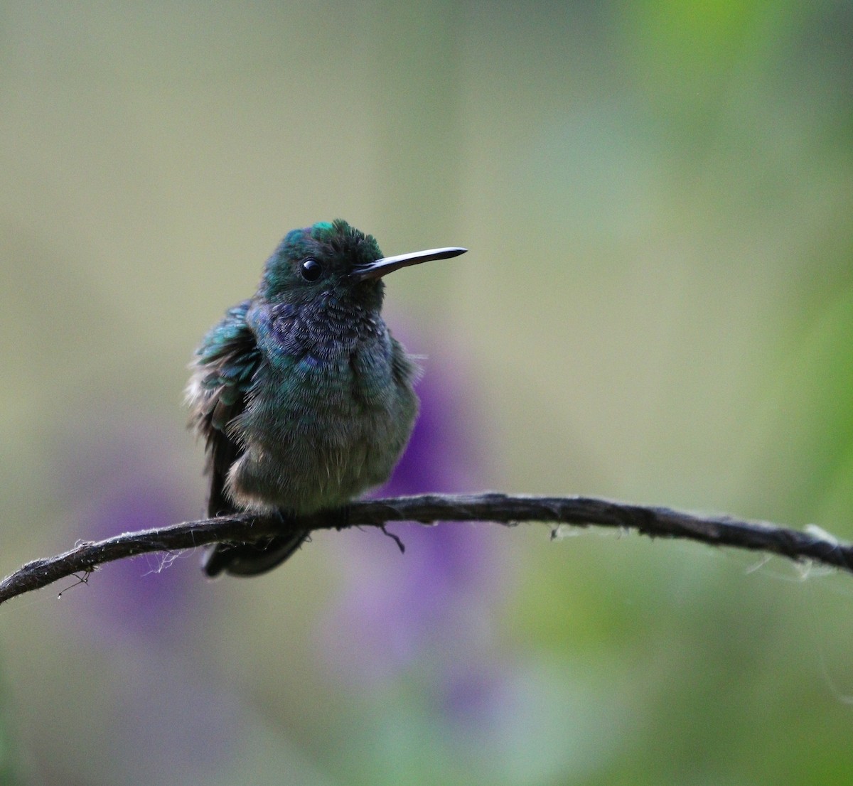 Charming Hummingbird - ML618662172