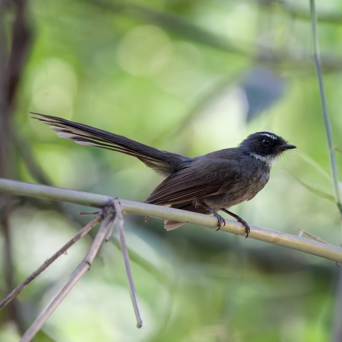 White-throated Fantail - ML618662174