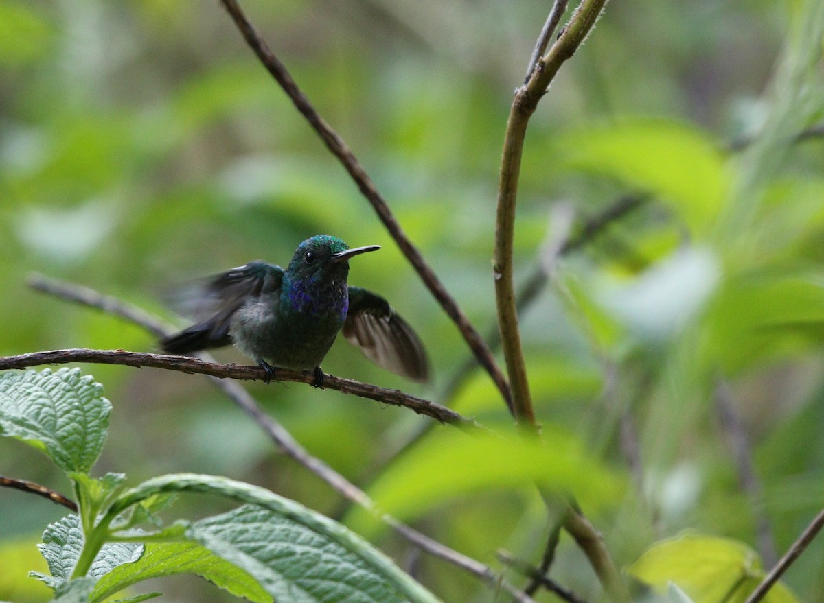 Charming Hummingbird - ML618662178