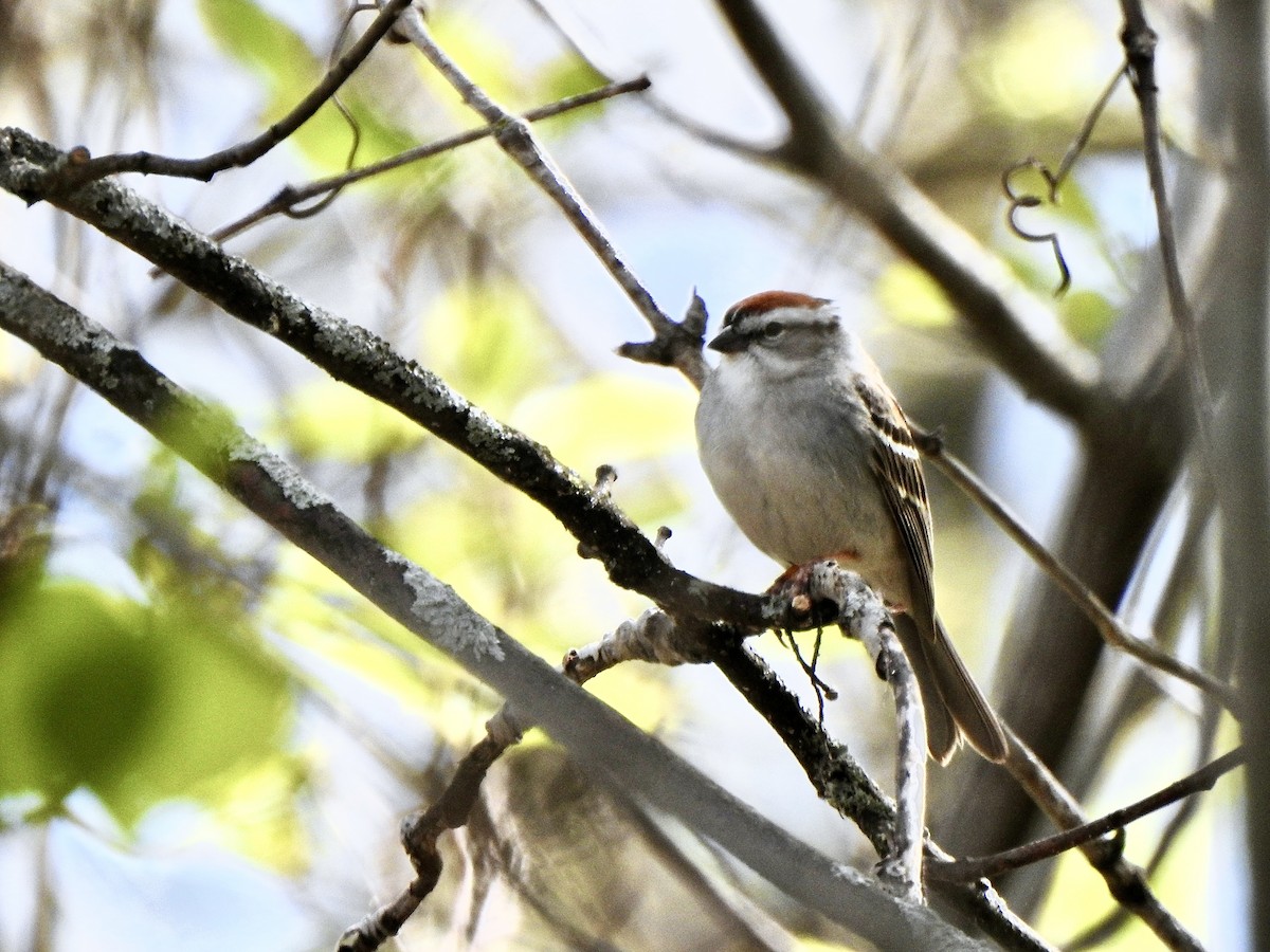 Chipping Sparrow - ML618662213