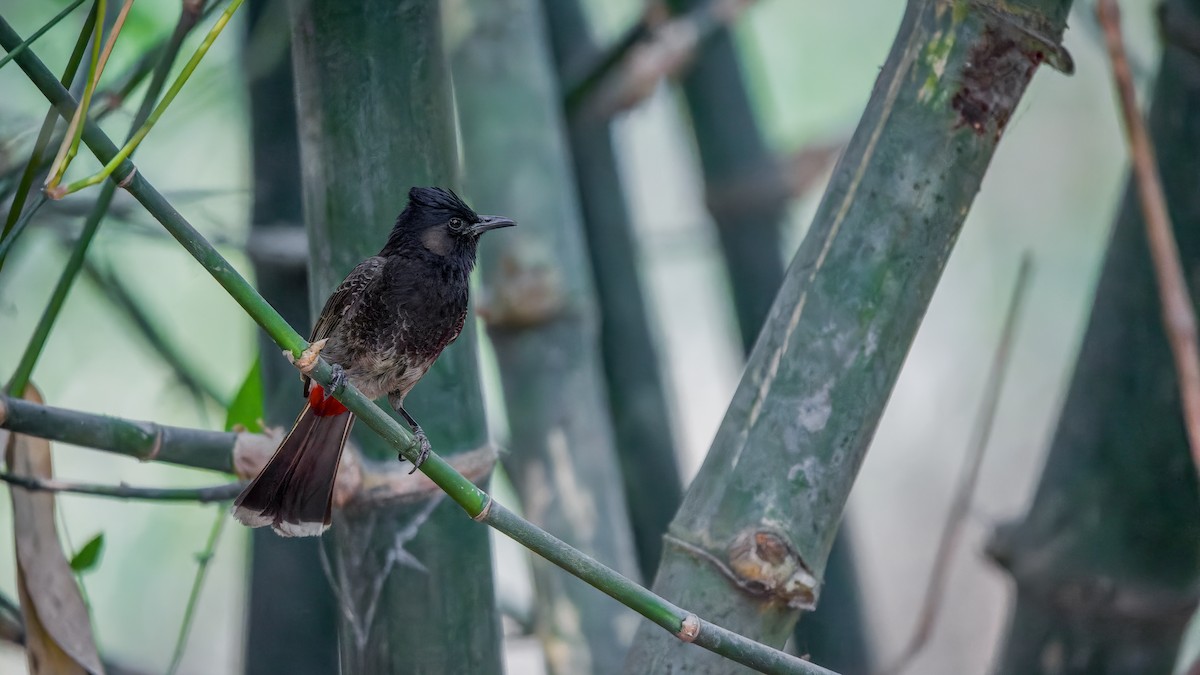 Red-vented Bulbul - ML618662217