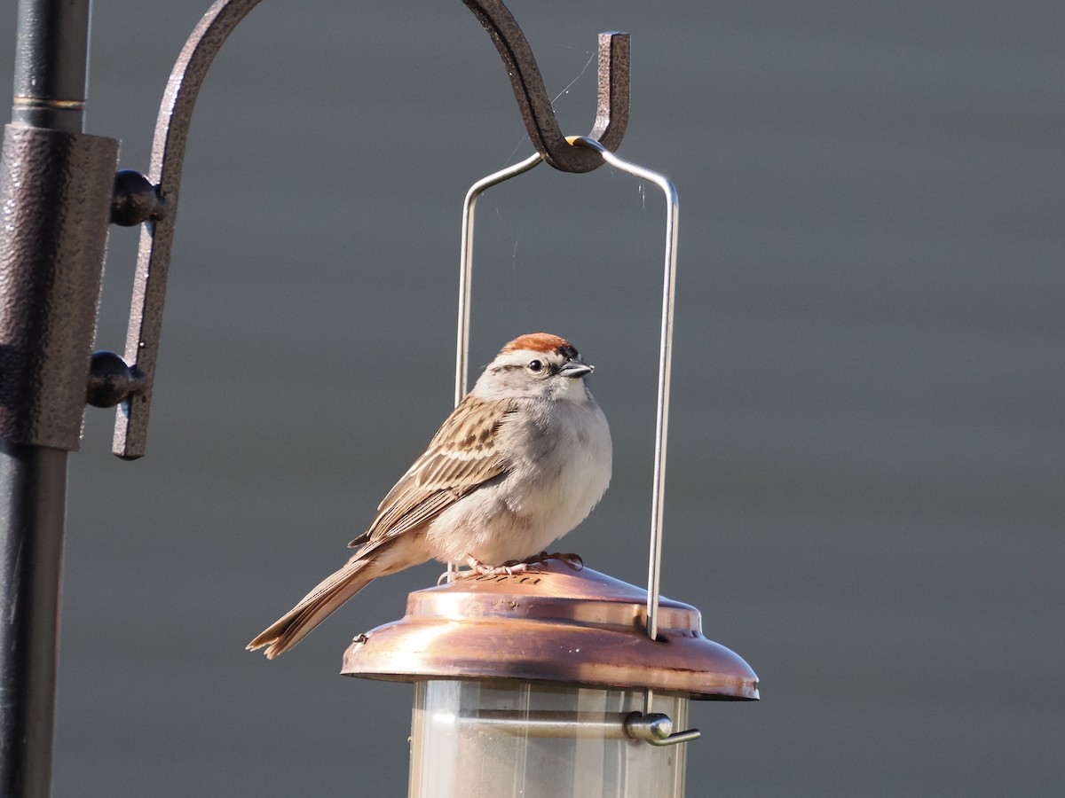 Chipping Sparrow - ML618662221