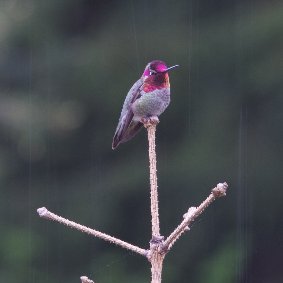 Anna's Hummingbird - ML618662242