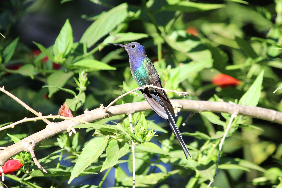 Swallow-tailed Hummingbird - ML618662256