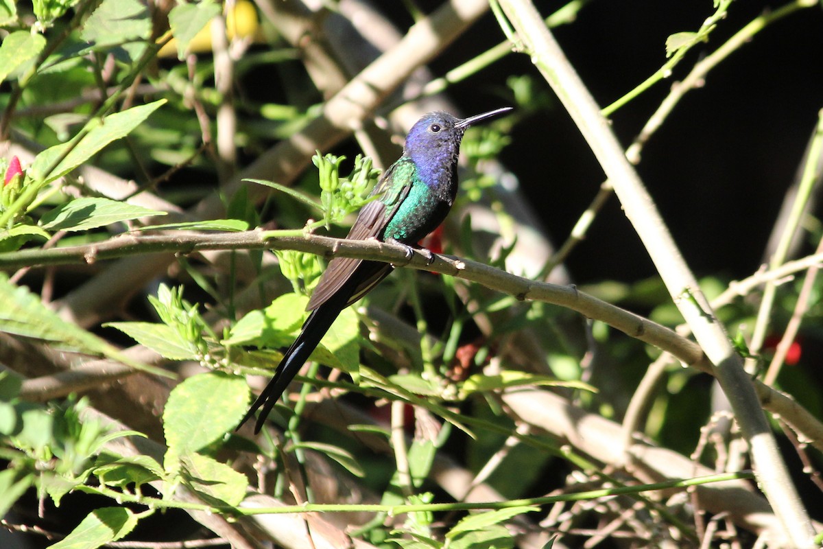 Swallow-tailed Hummingbird - ML618662257