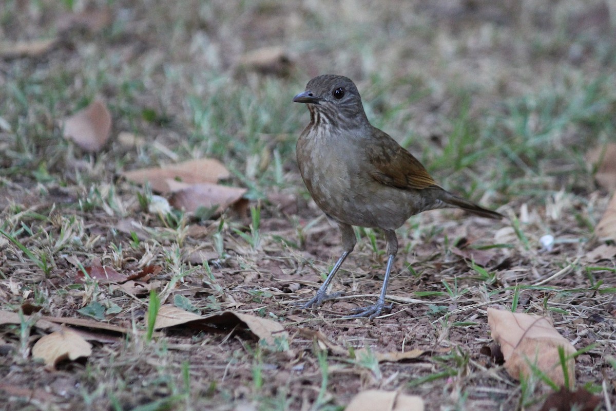 Pale-breasted Thrush - ML618662276