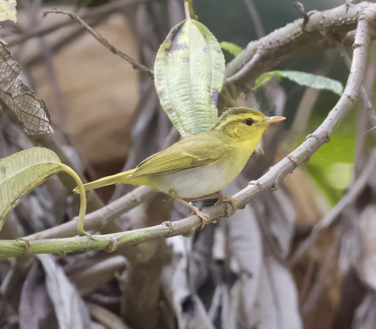 Yellow-vented Warbler - ML618662287