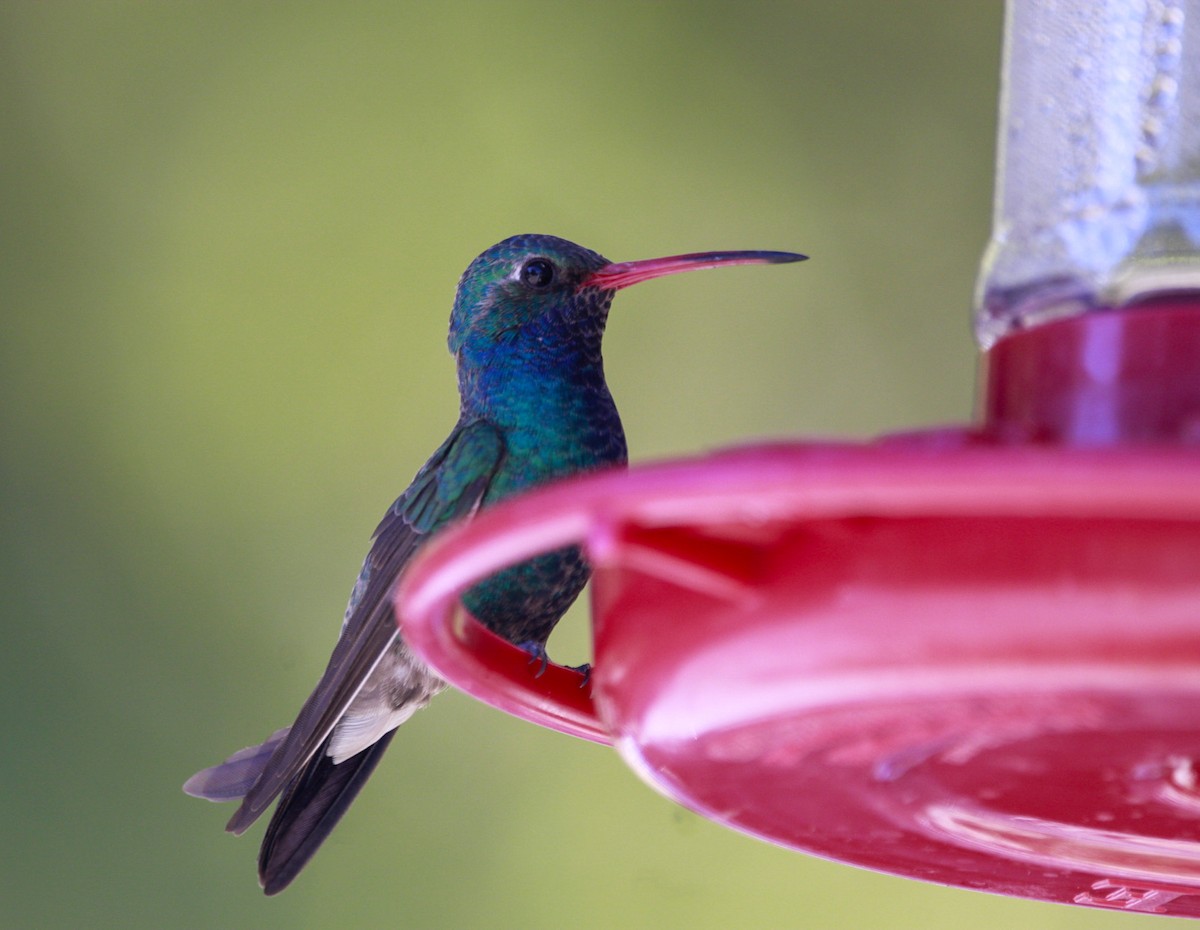 Broad-billed Hummingbird - ML618662288