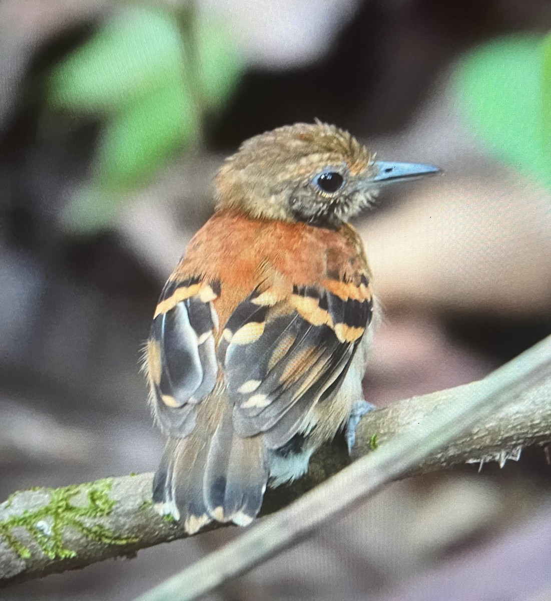 Spotted Antbird - ML618662316