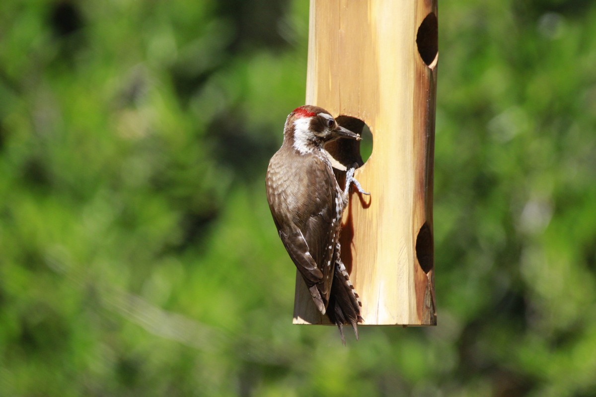Arizona Woodpecker - ML618662320