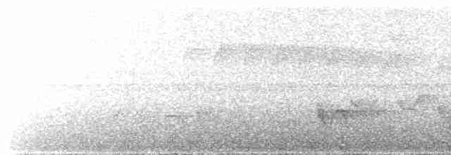 Perlenkehl-Ameisenschlüpfer - ML618662358