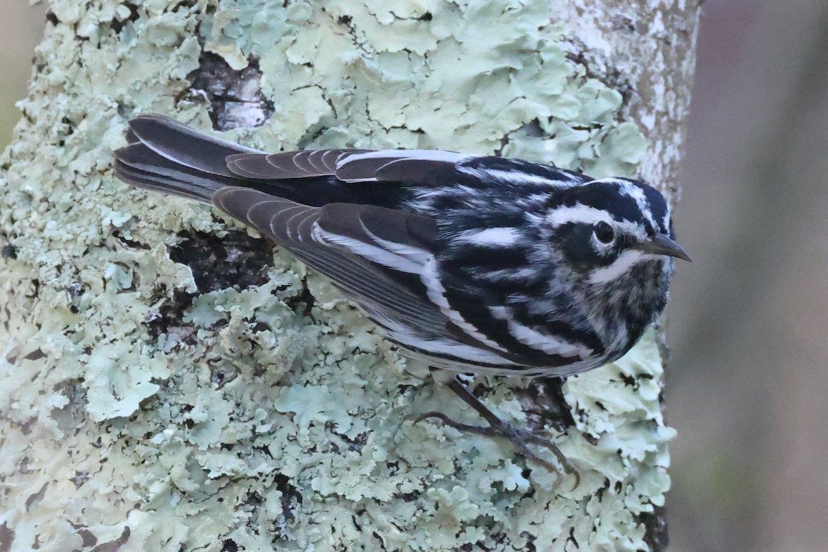 Black-and-white Warbler - ML618662383