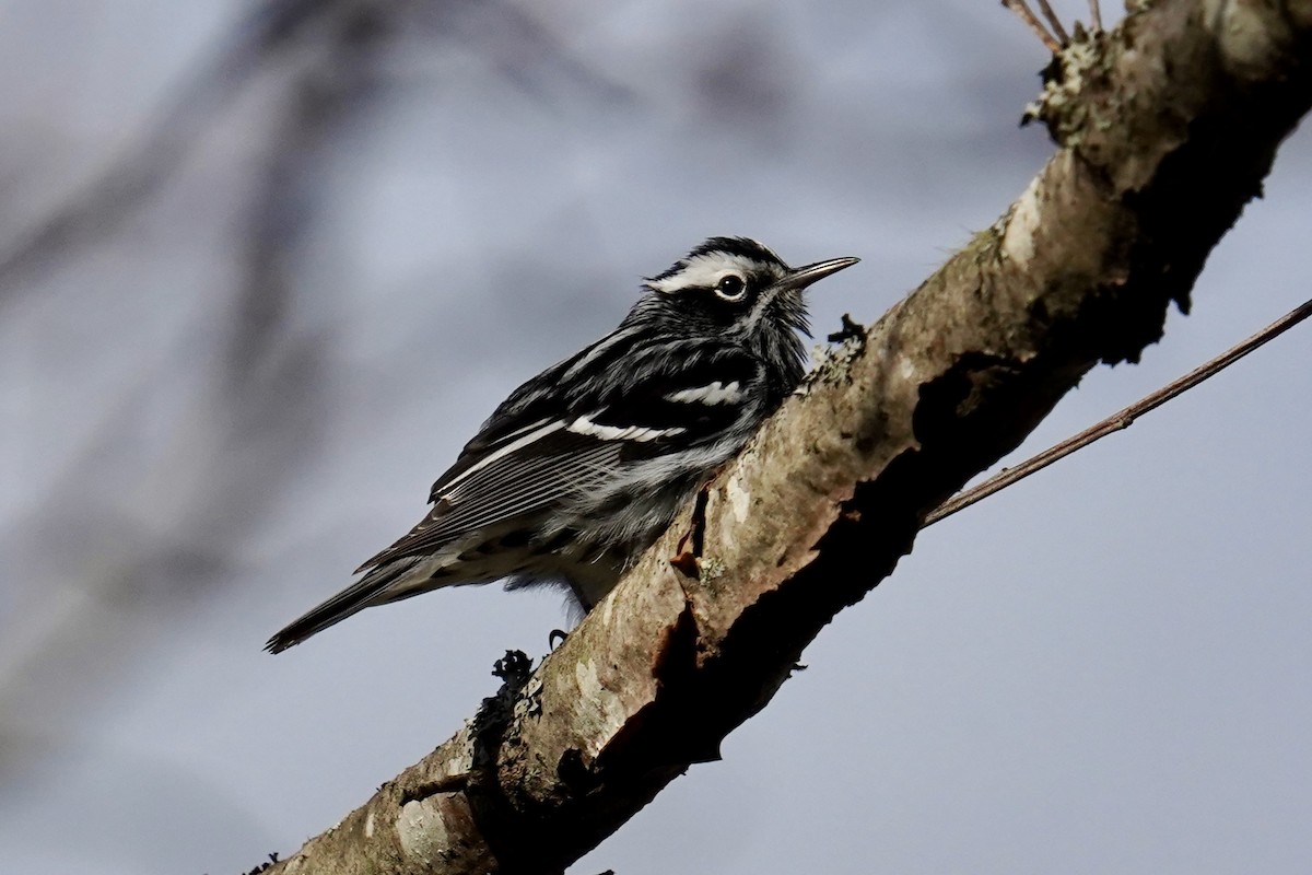 Black-and-white Warbler - ML618662385