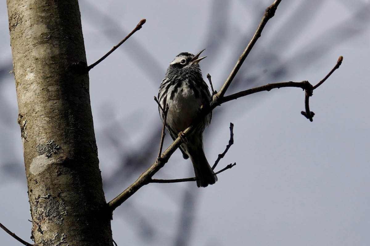 Black-and-white Warbler - ML618662386