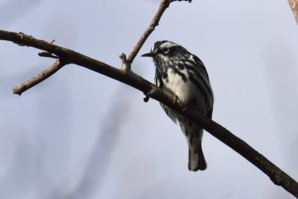 Black-and-white Warbler - ML618662387
