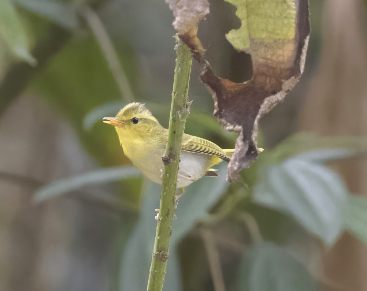 Yellow-vented Warbler - ML618662389