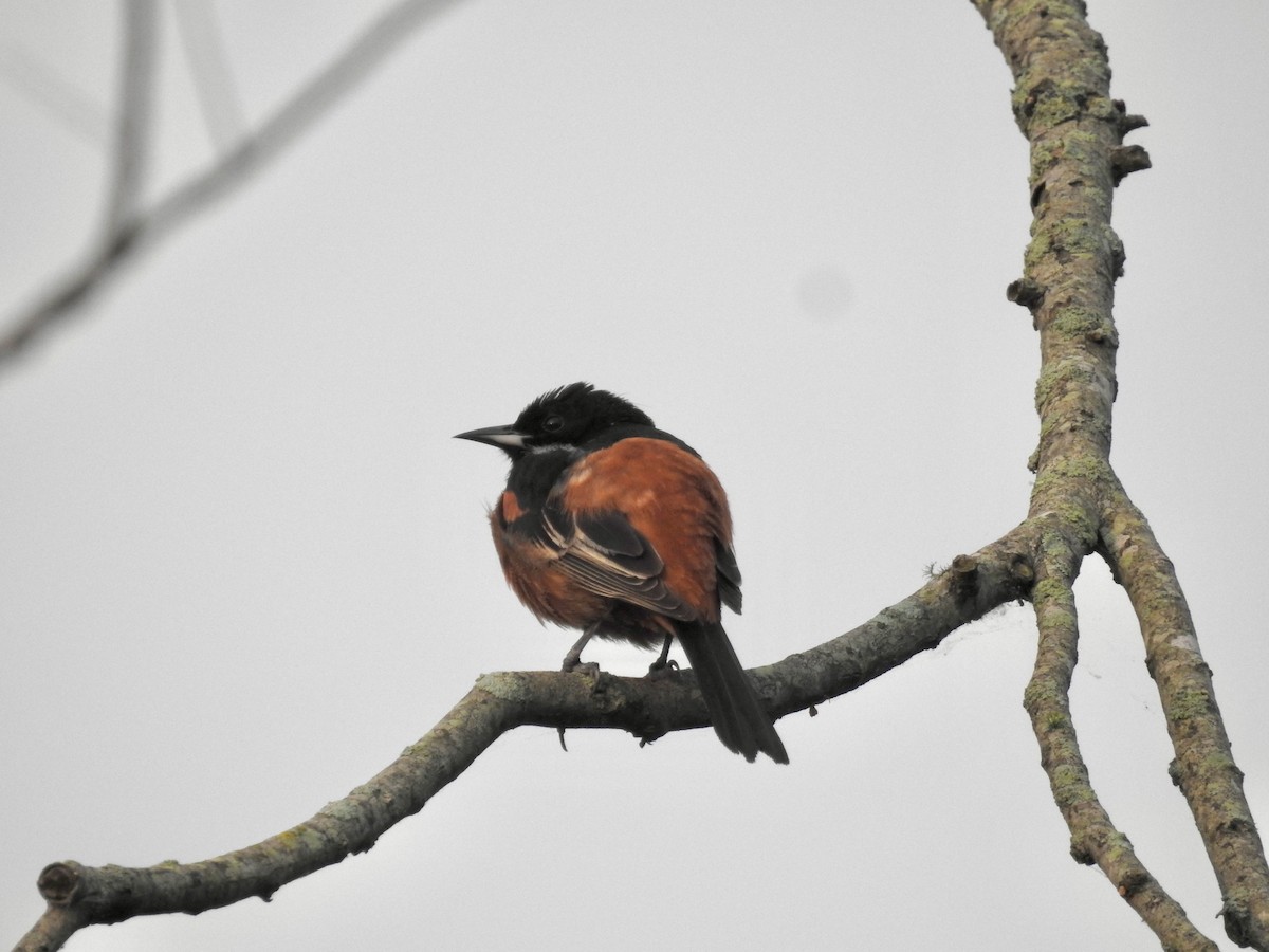 Orchard Oriole - ML618662390