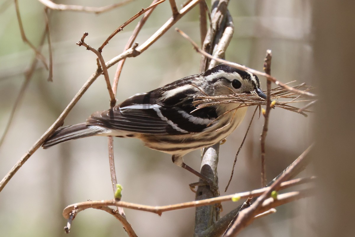 Black-and-white Warbler - ML618662391