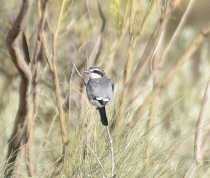 Iberian Gray Shrike - ML618662398