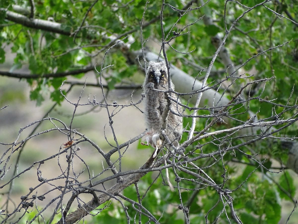 Long-eared Owl - ML618662415