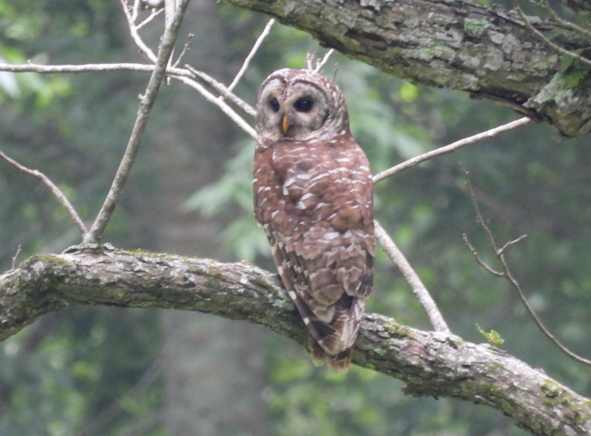 Barred Owl - ML618662453