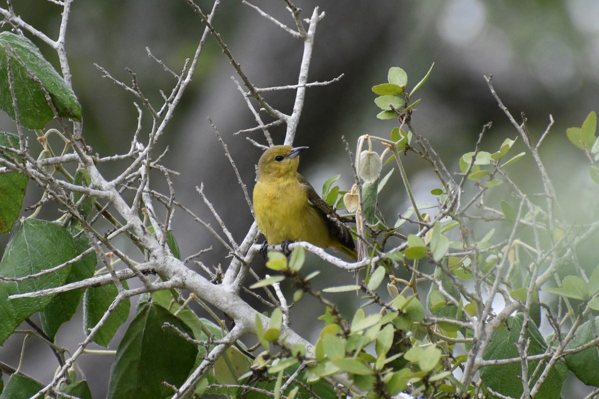Orchard Oriole - ML618662528